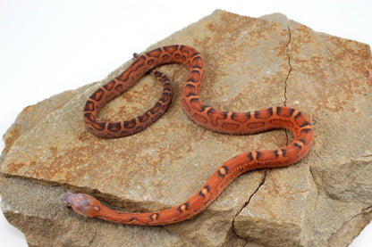 Scaleless Okeetee Corn Snake
