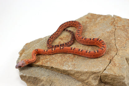Scaleless Okeetee Corn Snake