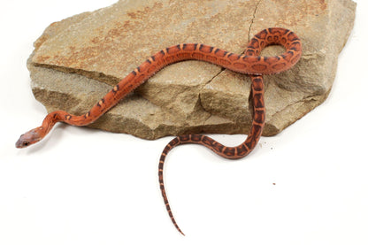 Scaleless Okeetee Corn Snake