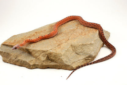 Scaleless Okeetee Corn Snake