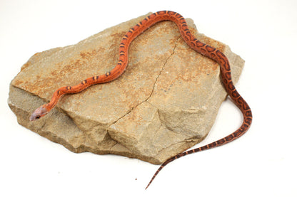 Scaleless Okeetee Corn Snake