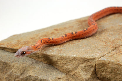 Scaleless Okeetee Corn Snake