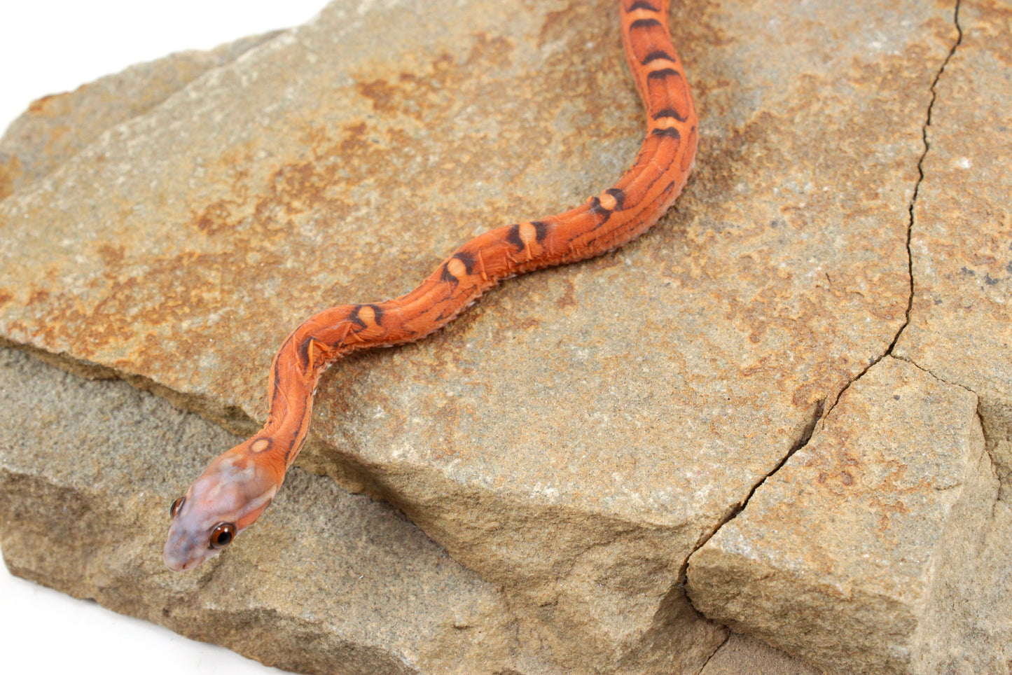 Scaleless Okeetee Corn Snake