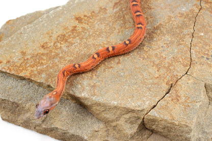 Scaleless Okeetee Corn Snake