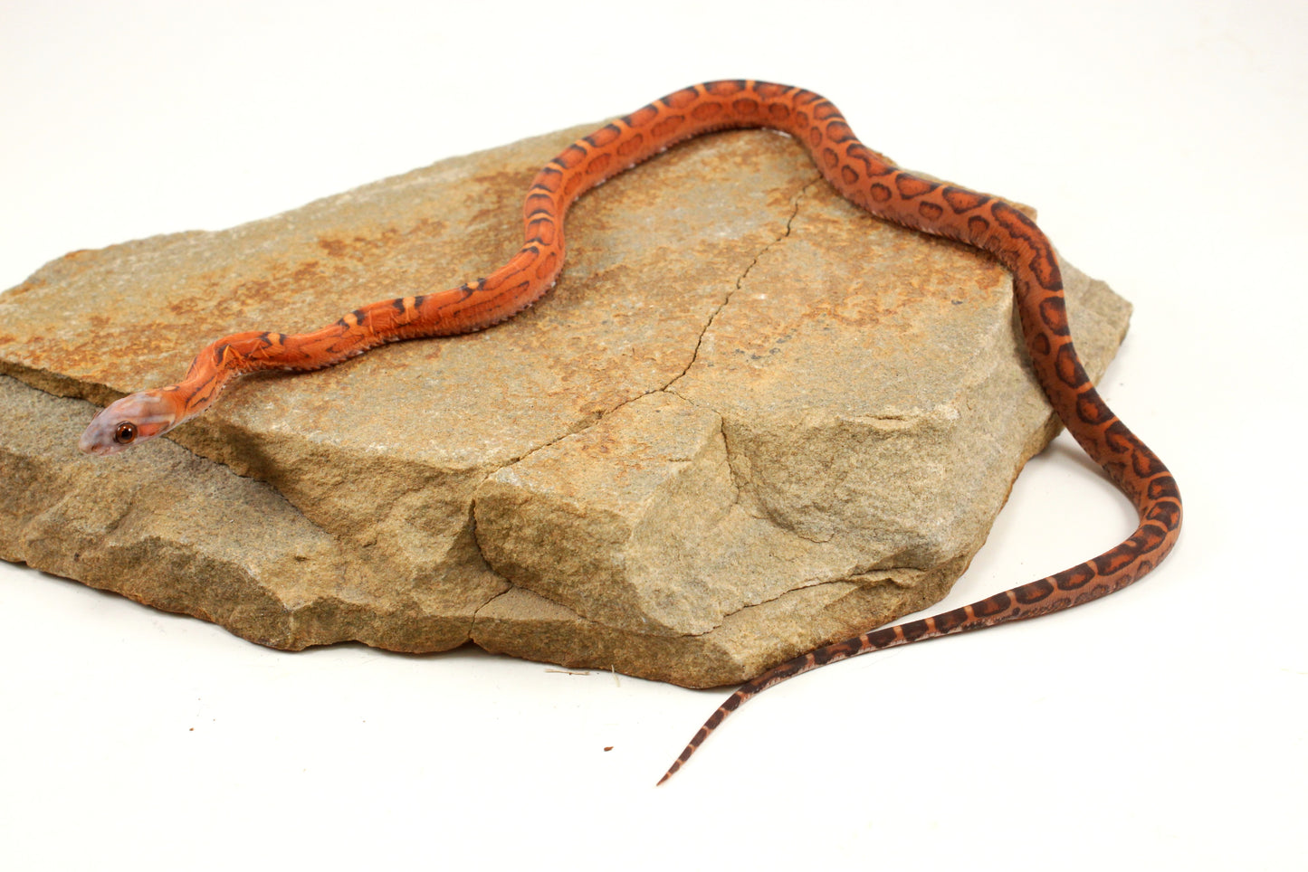 Scaleless Okeetee Corn Snake