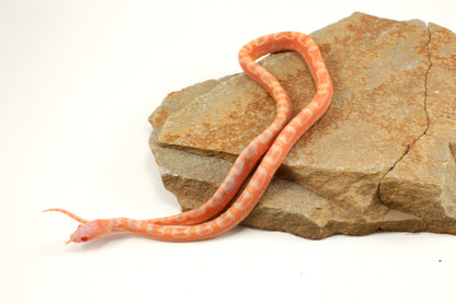 Scaleless Amel Corn Snake