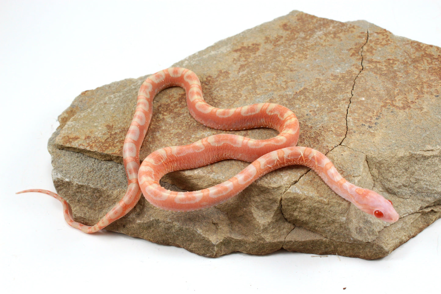 Scaleless Amel Corn Snake