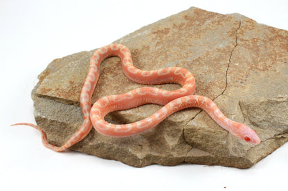 Scaleless Amel Corn Snake