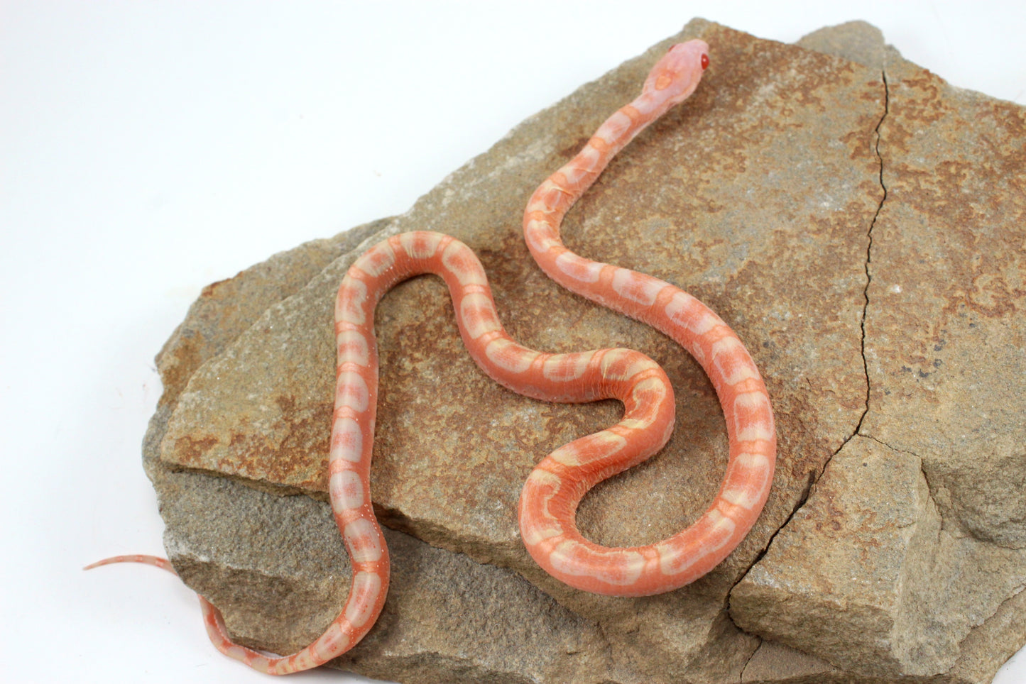 Scaleless Amel Corn Snake
