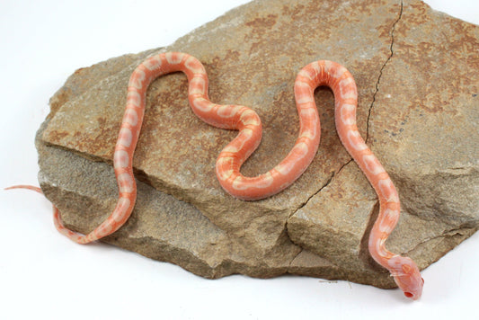 Scaleless Amel Corn Snake