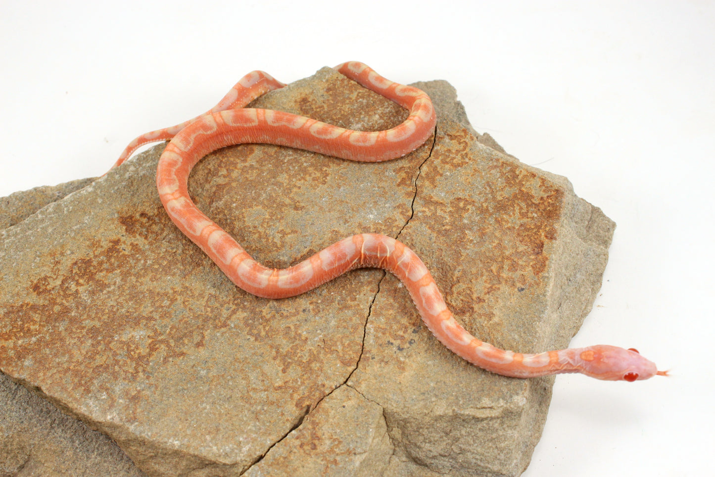 Scaleless Amel Corn Snake