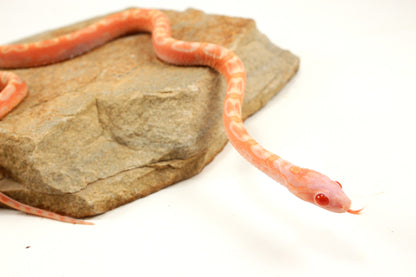 Scaleless Amel Corn Snake