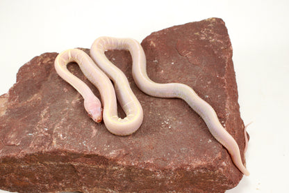 Scaleless Snow Corn Snake