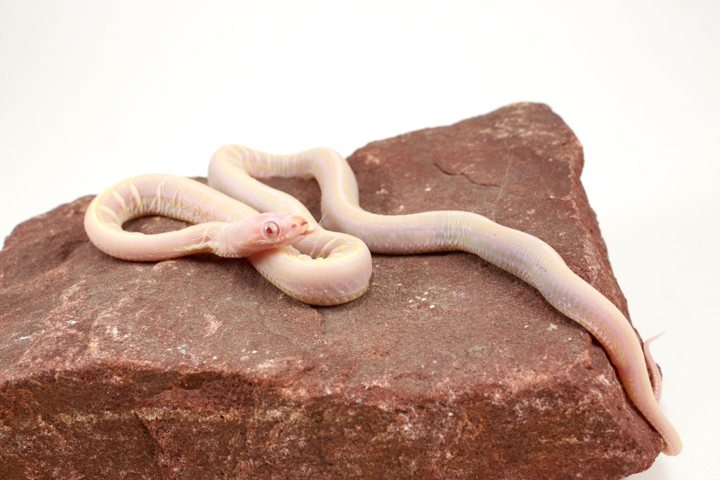 Scaleless Snow Corn Snake