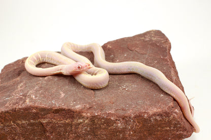 Scaleless Snow Corn Snake