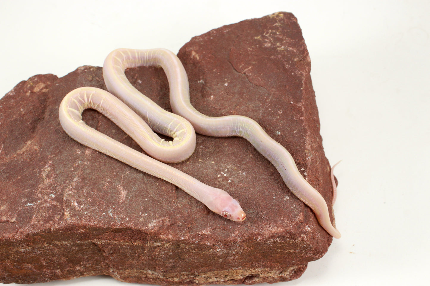 Scaleless Snow Corn Snake