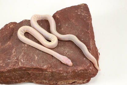 Scaleless Snow Corn Snake