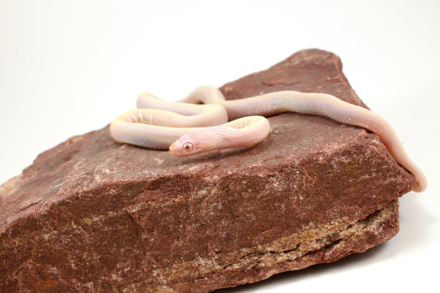 Scaleless Snow Corn Snake