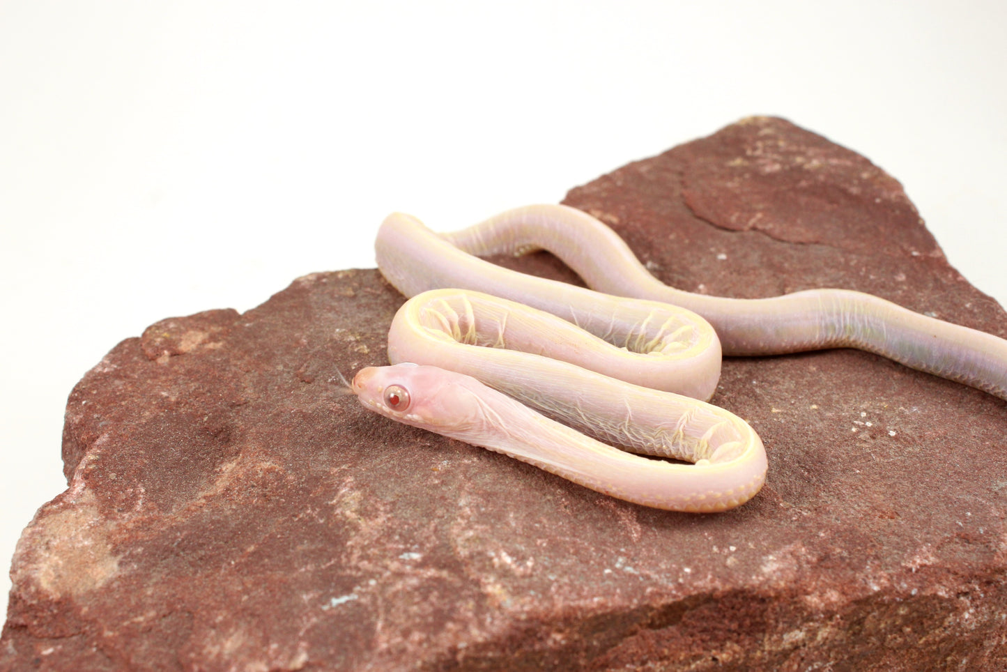 Scaleless Snow Corn Snake