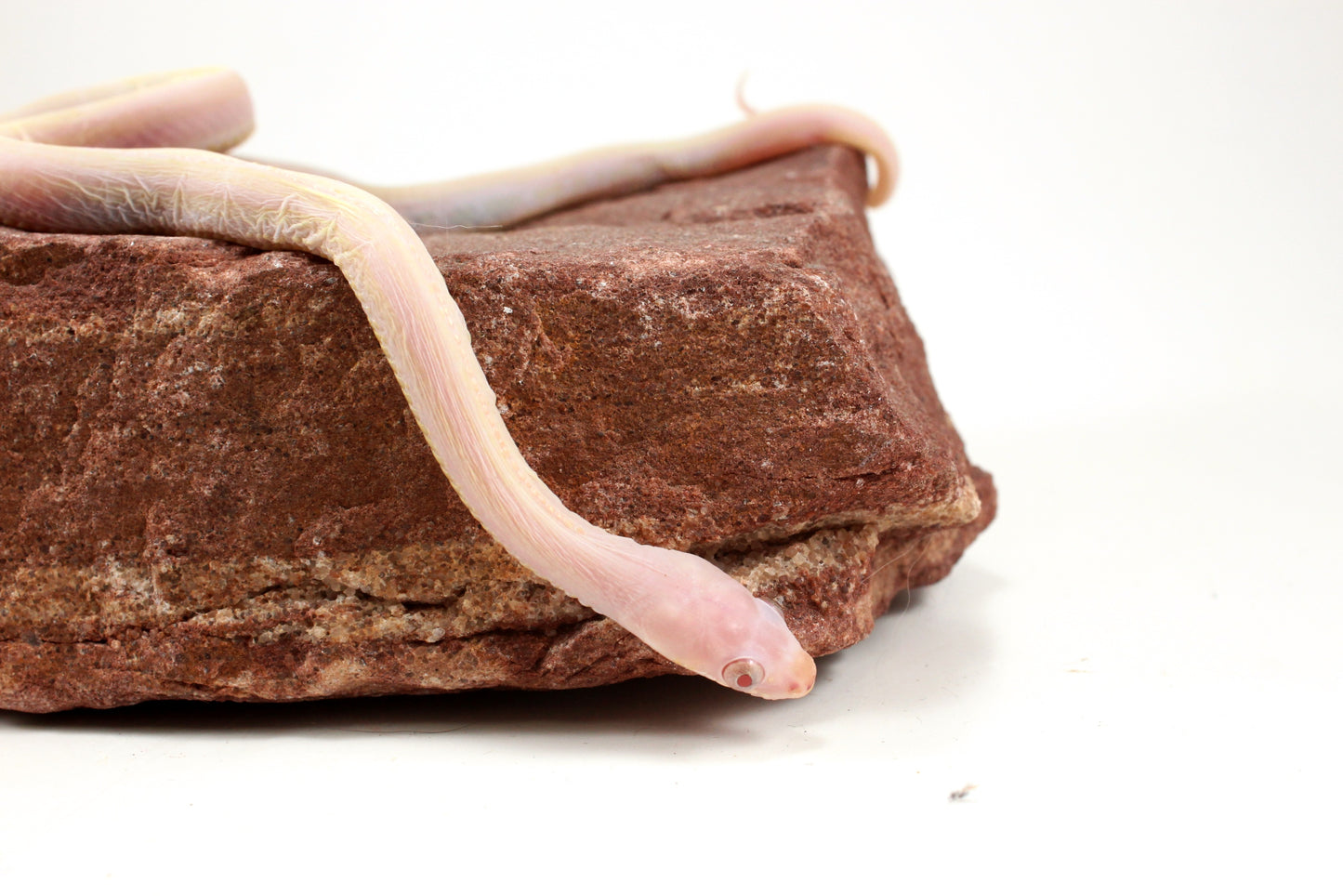 Scaleless Snow Corn Snake