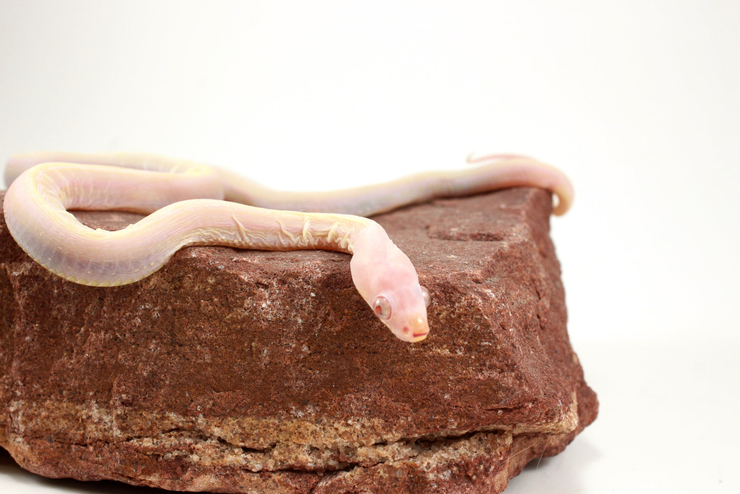 Scaleless Snow Corn Snake