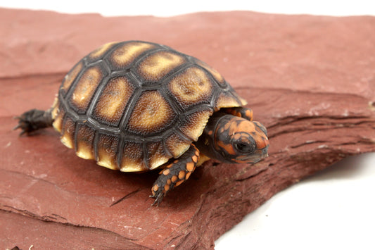 Cherry Head Tortoise