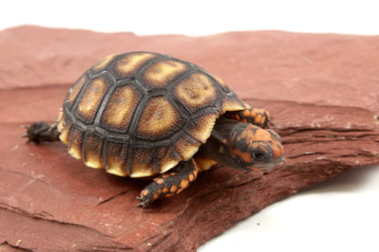 Cherry Head Tortoise