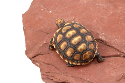 Cherry Head Tortoise