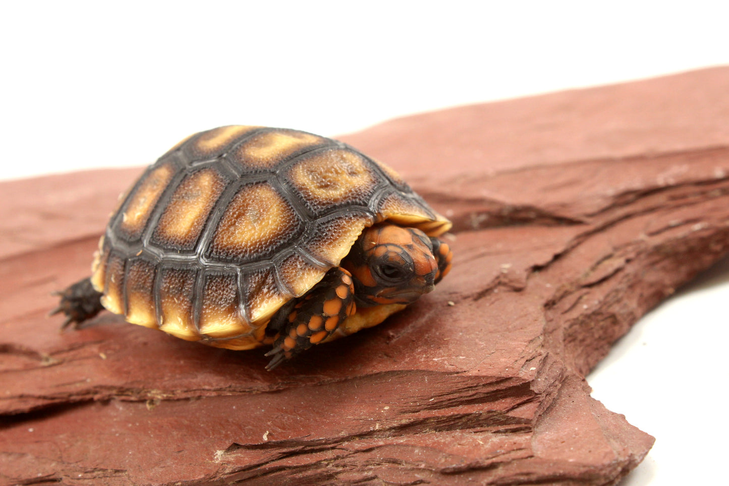 Cherry Head Tortoise