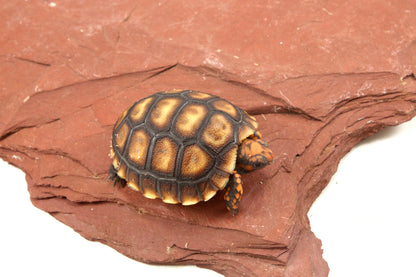 Cherry Head Tortoise