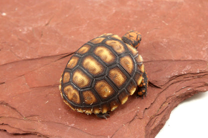 Cherry Head Tortoise