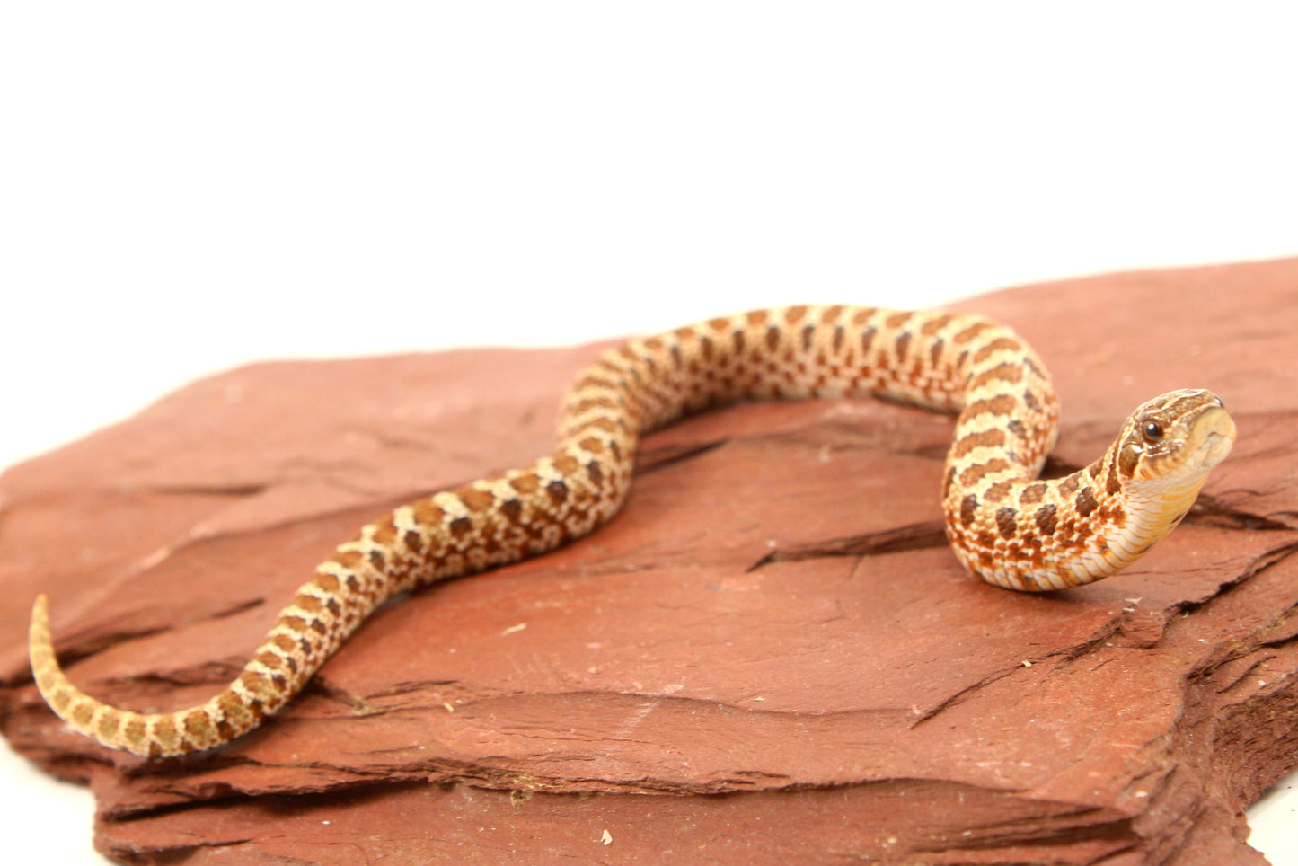Western Hognose Snake