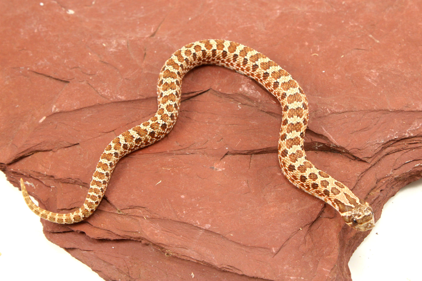 Western Hognose Snake