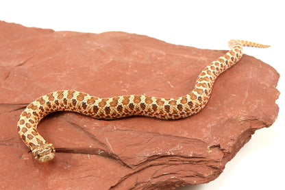 Western Hognose Snake