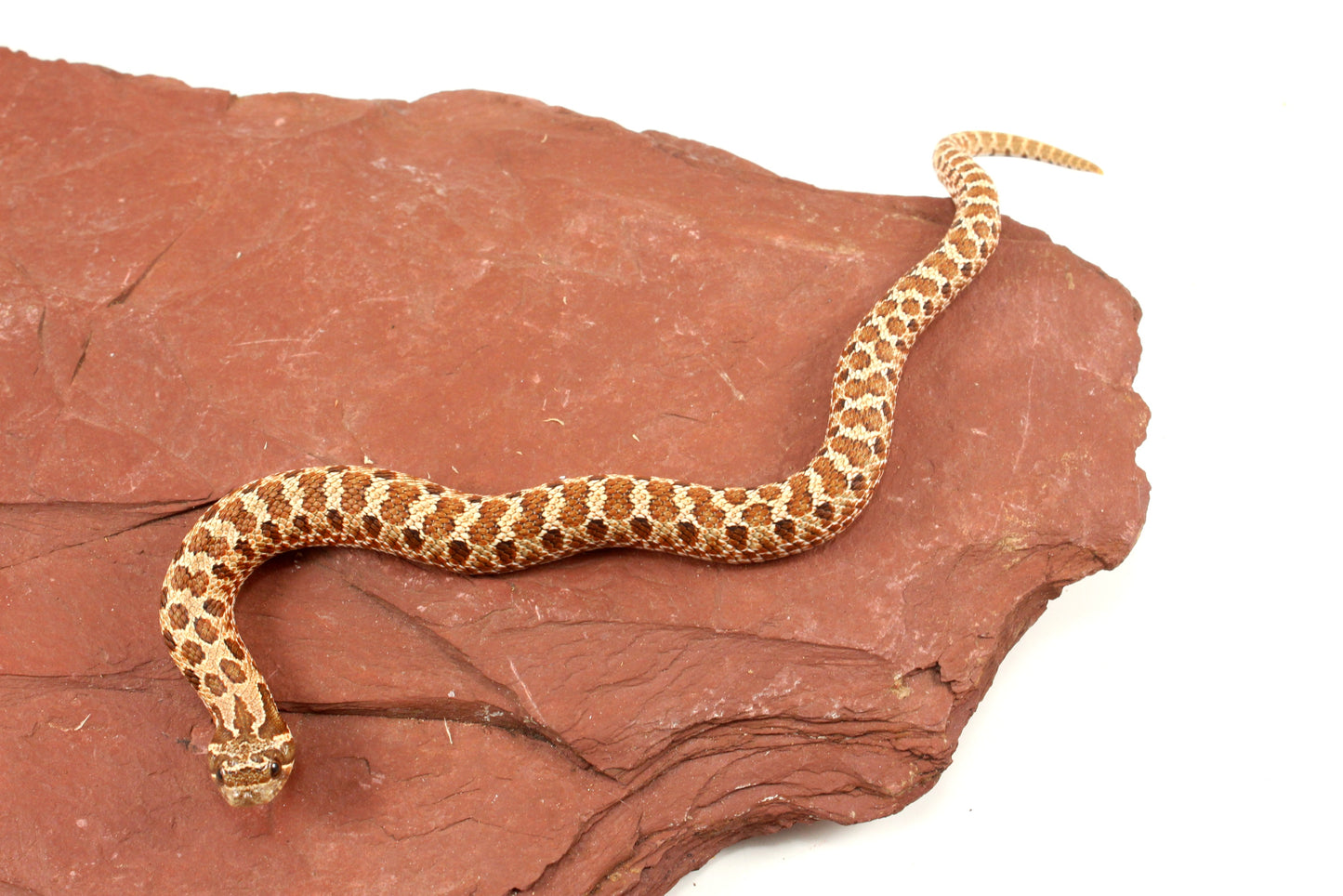 Western Hognose Snake