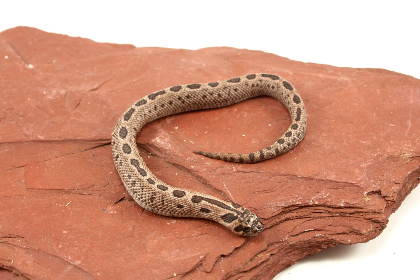 Arctic Anaconda Western Hognose Snake