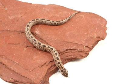 Arctic Anaconda Western Hognose Snake