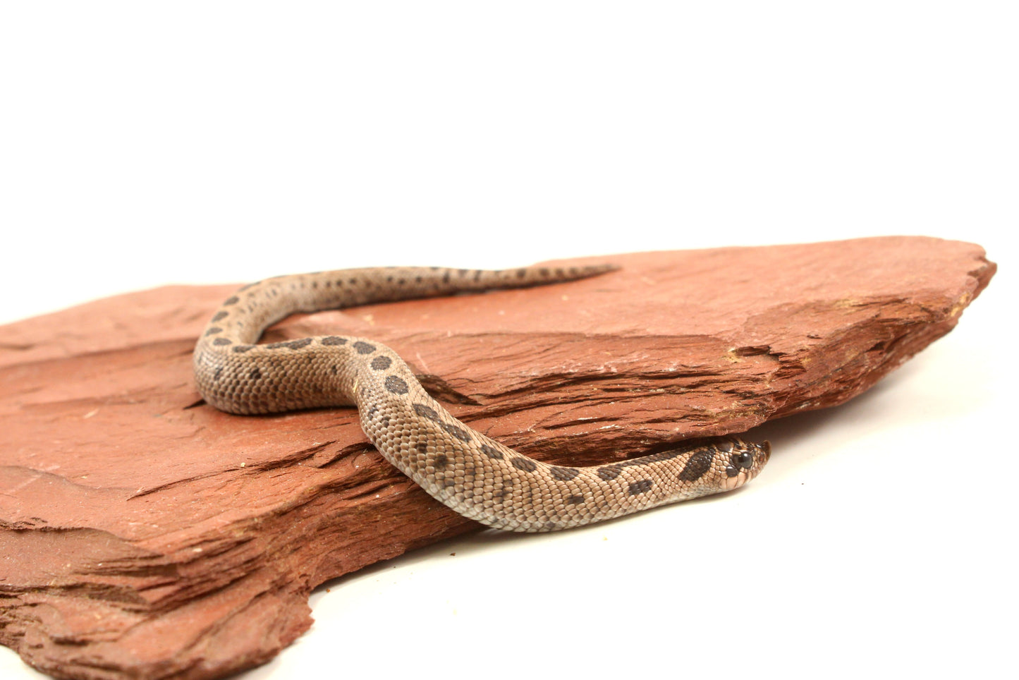 Arctic Anaconda Western Hognose Snake