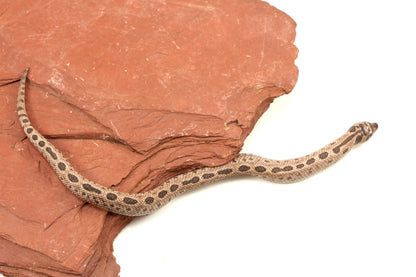 Arctic Anaconda Western Hognose Snake