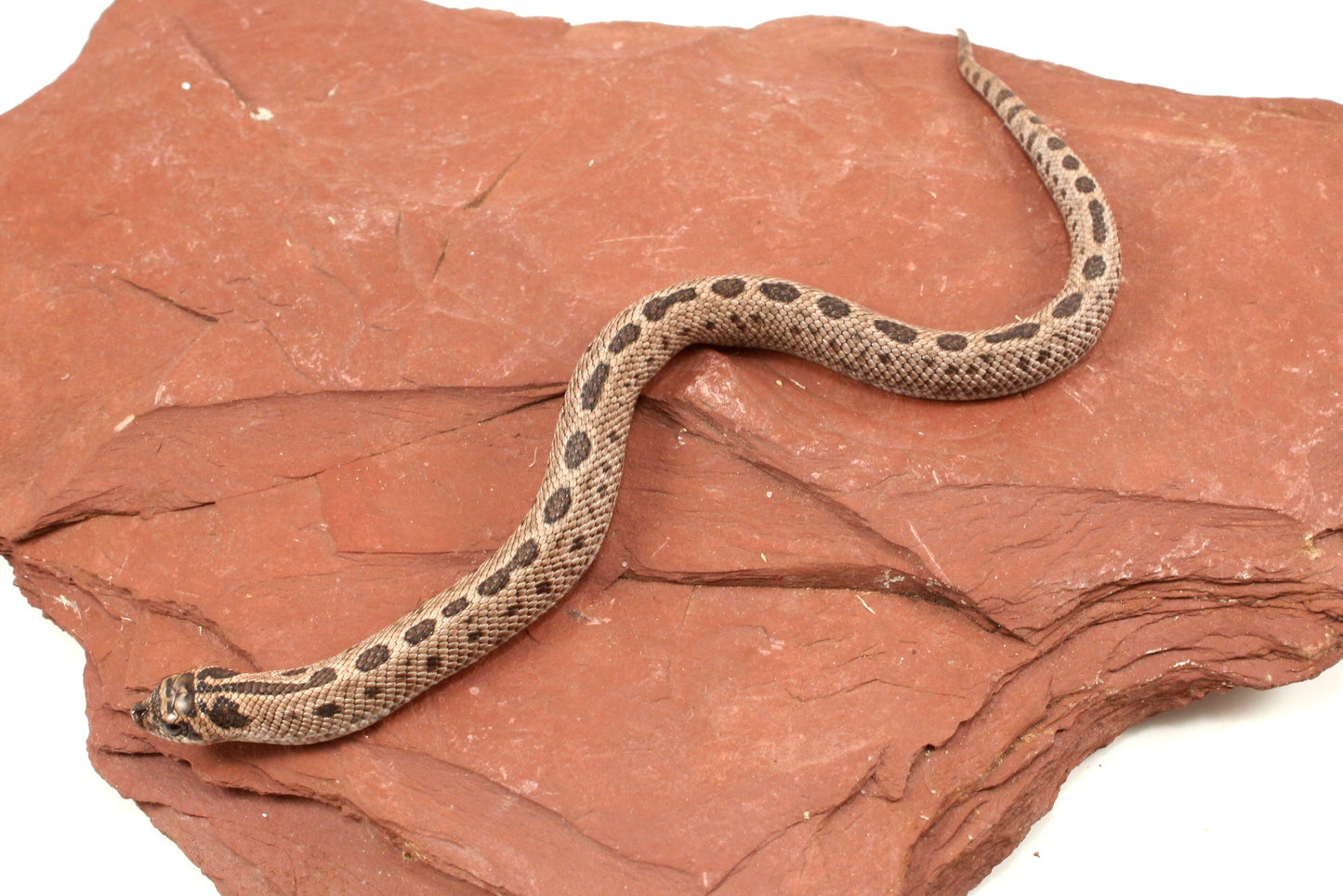 Arctic Anaconda Western Hognose Snake