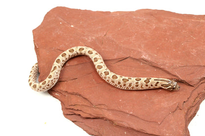 Super Arctic Anaconda Western Hognose Snake