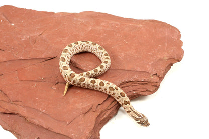 Super Arctic Anaconda Western Hognose Snake