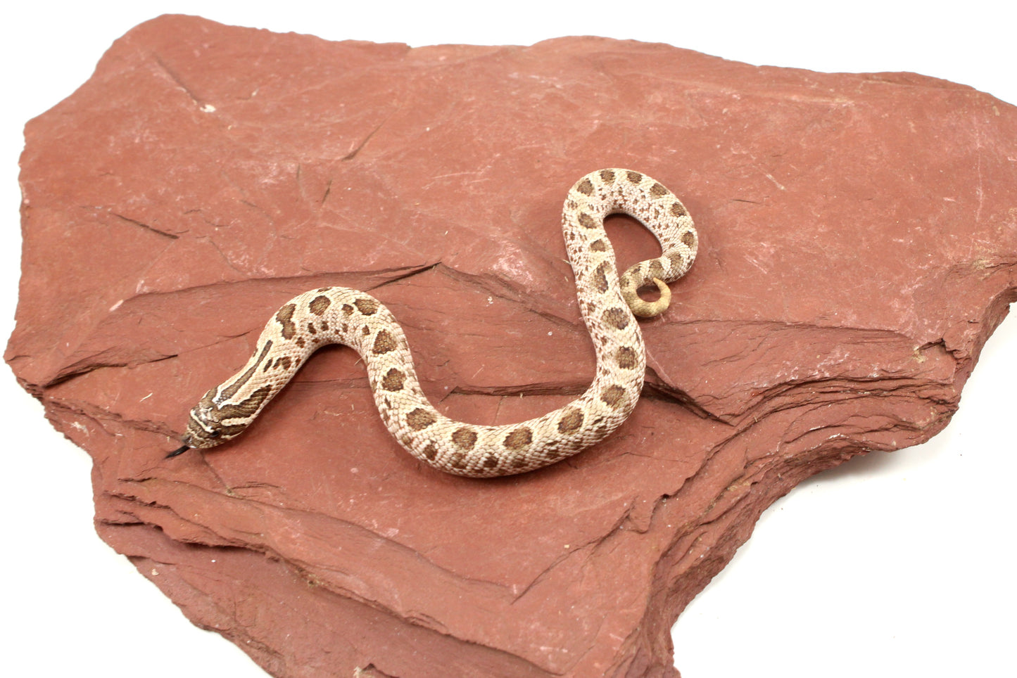 Super Arctic Anaconda Western Hognose Snake