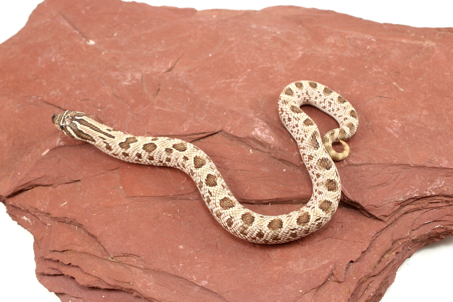 Super Arctic Anaconda Western Hognose Snake