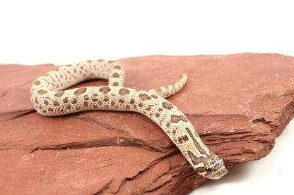 Super Arctic Anaconda Western Hognose Snake