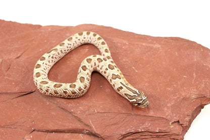 Super Arctic Anaconda Western Hognose Snake