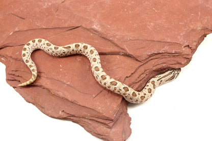 Super Arctic Anaconda Western Hognose Snake