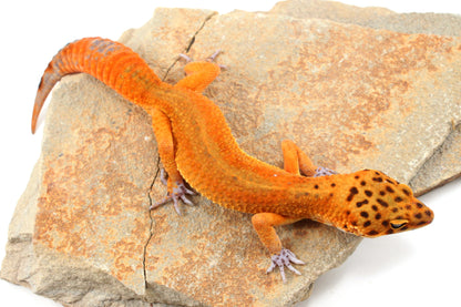 Tangerine Melanistic Leopard Gecko