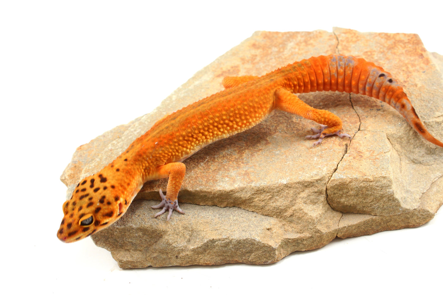 Tangerine Melanistic Leopard Gecko