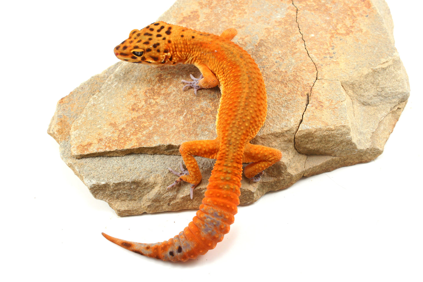 Tangerine Melanistic Leopard Gecko